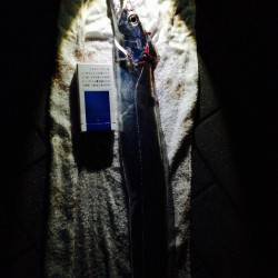 シーサイドコスモでタチウオ　夕方は引き釣り…