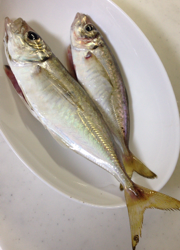 湯浅の漁港でアジング　24cmの良型アジ