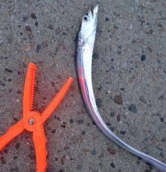 戸坂・塩津漁港　ボトム重視のワインディングでタチウオ釣れました