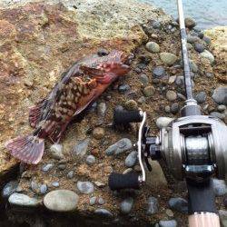 宇久井　ベイトタックルに直リグでガシラ♪