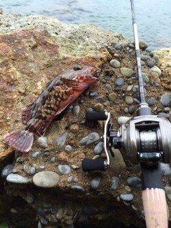 宇久井　ベイトタックルに直リグでガシラ♪