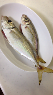 湯浅の漁港でアジング　24cmの良型アジ