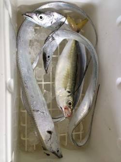 和歌山マリーナシティ　ウキ釣りのタチウオは…