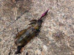 香住東港　朝6時前からのエギング釣行でアオリ狙い