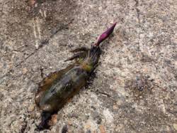 香住東港　朝6時前からのエギング釣行でアオ…