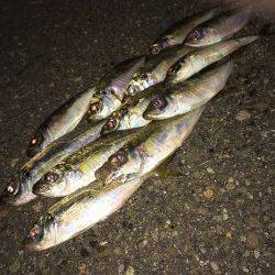 大阪南港　アジング釣行は高活性な状況