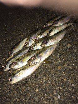 大阪南港　アジング釣行は高活性な状況