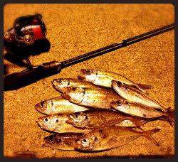 神戸港　仕事帰りのアジング釣行は試行錯誤の状況に