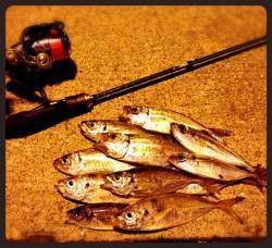 神戸港　仕事帰りのアジング釣行は試行錯誤の…