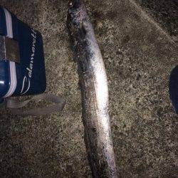 水軒　夜21時から3時までのタチウオ釣行☆