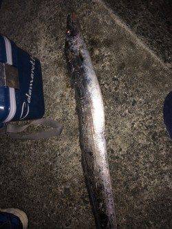 水軒　夜21時から3時までのタチウオ釣行☆