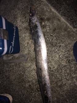 水軒　夜21時から3時までのタチウオ釣行☆…