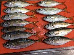 伊保港　常夜灯の当たる場所でのアジング☆