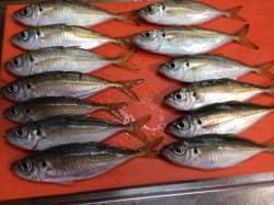 伊保港　常夜灯の当たる場所でのアジング☆