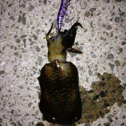 新浜漁港　0時過ぎからのエギングでアオリイカ狙い