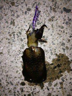 新浜漁港　0時過ぎからのエギングでアオリイカ狙い