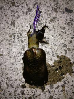 新浜漁港　0時過ぎからのエギングでアオリイ…