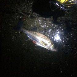 高砂埋立地　シーバス釣行もセイゴクラスのみ