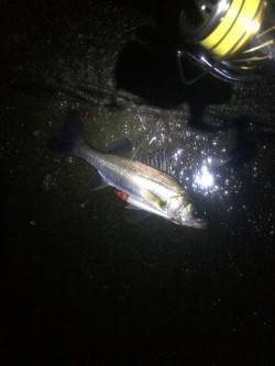 高砂埋立地　シーバス釣行もセイゴクラスのみ…