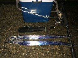 マリーナシティ大波止でタチウオ狙い　当たりはすべて内海でした