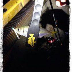 塩屋海岸　短時間のアジング　アタリは表層から中層