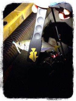 塩屋海岸　短時間のアジング　アタリは表層から中層