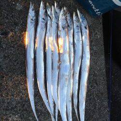 水軒にてタチウオ計11匹&エギングでは新子サイズのアオリイカ2杯