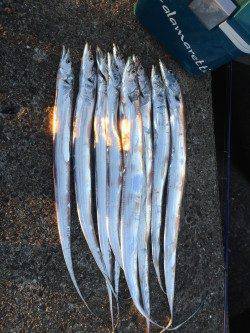 水軒にてタチウオ計11匹&エギングでは新子サイズのアオリイカ2杯