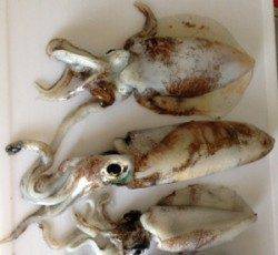 大阪ゴルフ場裏　エギングでのアオリイカ狙いはボトム中心でアタリ