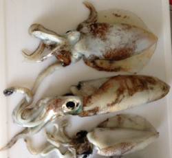 大阪ゴルフ場裏　エギングでのアオリイカ狙い…