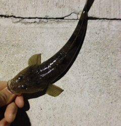 牛ヶ首周辺　ライトゲームでキビレ・チヌなど