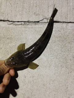 牛ヶ首周辺　ライトゲームでキビレ・チヌなど