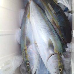 都志　ショアジギングで青物狙い　ツバスは高活性☆