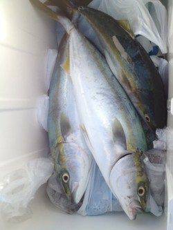 都志　ショアジギングで青物狙い　ツバスは高活性☆