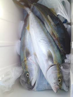 都志　ショアジギングで青物狙い　ツバスは高…