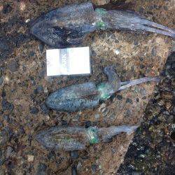 宇久　エギングのアオリイカはコロッケ〜掌サイズ　アコウも