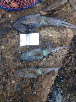 宇久　エギングのアオリイカはコロッケ〜掌サ…