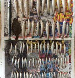 磯ノ浦　投げ釣りでキス78匹！　ほかヒラメ・サヨリも釣れました