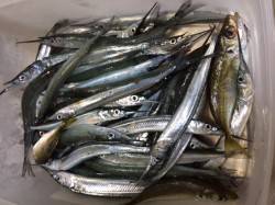 家族連れで賑わう柴山港にてサヨリ54匹の釣…