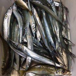 家族連れで賑わう柴山港にてサヨリ54匹の釣果