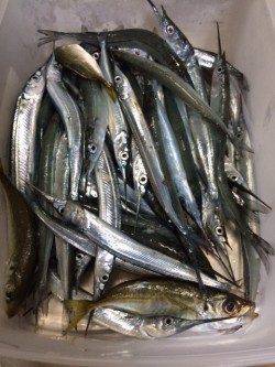 家族連れで賑わう柴山港にてサヨリ54匹の釣果