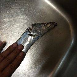 南港周辺でタチウオ　エサ釣りよりワインドに分がありました