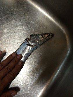 南港周辺でタチウオ　エサ釣りよりワインドに分がありました