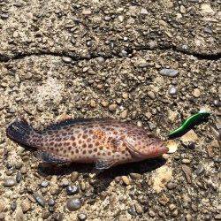 勝浦港にてオオモンハタ　ライトタックルで楽しめました