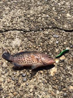 勝浦港にてオオモンハタ　ライトタックルで楽…