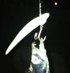 りんくう周辺タチウオワインド　薄暗くなってからアタリ多発！