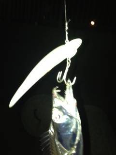 りんくう周辺タチウオワインド　薄暗くなってからアタリ多発！