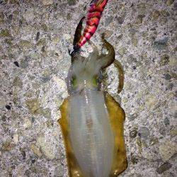 新浜漁港エギングでアオリイカ　潮の流れが変わるタイミングでアタリ