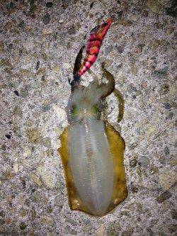 新浜漁港エギングでアオリイカ　潮の流れが変わるタイミングでアタリ