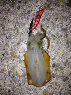 新浜漁港エギングでアオリイカ　潮の流れが変…